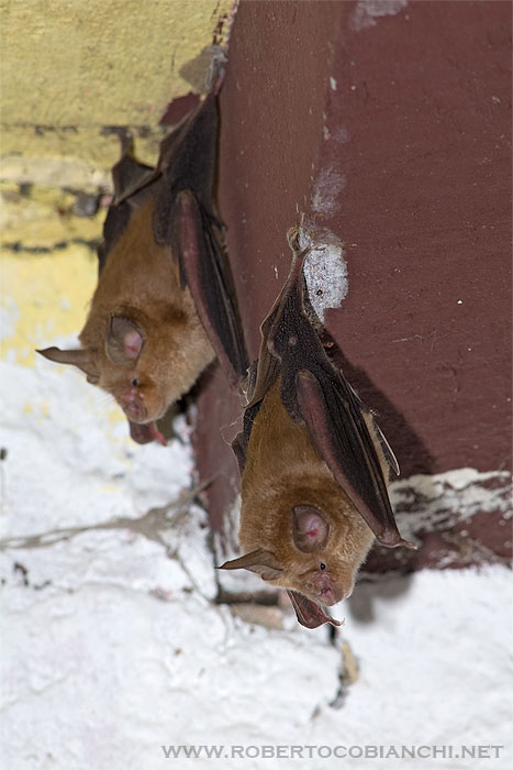 Rhinolophus sp.